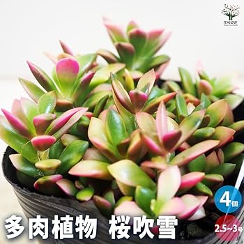 桜吹雪(^^)多肉植物　正規品♡桜吹雪入荷しました！！ 多肉植物 桜吹雪【多肉植物 2.5号】｜ 【植物のITANSE